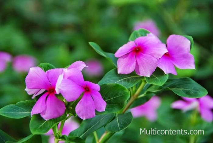 Cây Hoa Dừa Cạn - Cây hoa công trình - Multicontents