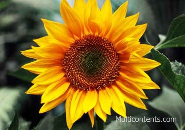 Công dụng của hoa hướng dương - Top 10 loài hoa tốt cho sức khỏe và làm đẹp - MUlticontents